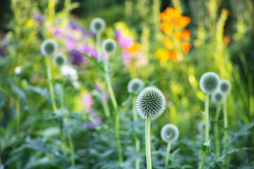 Image showing Globe thistle, natural and plant in spring meadow for closeup, fresh and nature wild vegetation. Ecology and pollen flower for biodiversity, sustainability and environmental garden botanical growth