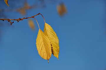 Image showing Autumn, leaves and growth in outdoor nature, branch and ecology in countryside or sustainable environment. Plant, ecosystem and botanical garden and biology by blue sky, forest and foliage on tree