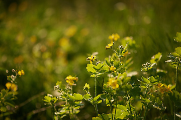 Image showing Flower, poppy and ecology in outdoors for sustainability, horticulture and conservation of meadow. Plants, wild and growth in nature of countryside, ecosystem and botany for environment on travel