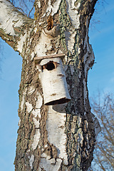 Image showing Birch, tree and closeup on birdhouse in nature, park or woods with blue sky and environment conservation. Wood, box and diy natural shelter for wildlife in backyard, garden or outdoor in forest