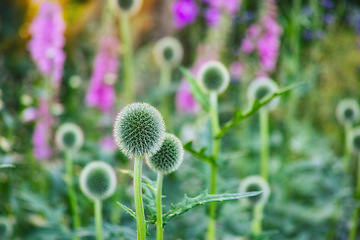 Image showing Globe thistle, flower and nature in bush for spring closeup, fresh and natural wild vegetation. Ecology and pollen plant for biodiversity, environmental sustainability in botanical garden growth