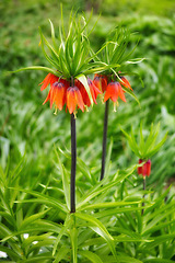 Image showing Flower, lilies and ecology in nature for sustainability, horticulture and conservation of meadow. Plants, garden and growth in environment of countryside, ecosystem and botany on travel in field