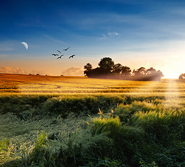 Image showing Landscape, nature and grass with sunshine by countryside for farming, agriculture and sustainability or environment. An empty land or wheat field with moon, blue sky and cereal, grain or rice outdoor