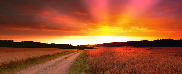 Image showing Wheat field, sunset and landscape for agriculture environment on dirt road for harvesting, countryside or outdoor. Farmland, horizon and land ecology for small business growth, meadow or banner