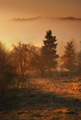 Image showing Forest, autumn and sunrise with mist in countryside environment with tree nature, spring or grassland. Woods, fog and meadow in England for rural farmland harvesting or dusk haze, outdoor or plants