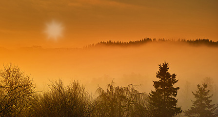 Image showing Tree, forest and mountain mist as landscape for countryside growth at sunset as panorama, environment or nature. Woods, fog and hill with sunlight in summer for travel adventure, outdoor or horizon