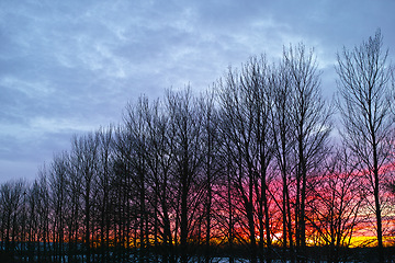 Image showing Trees, forest and sunset in nature environment or rural countryside with branches in winter, cold weather or field. Plants, horizon and cloudy sky in England meadow or grassland, outdoor or travel