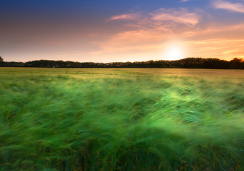 Image showing Meadow, grass and countryside sunset in summer evening or farm field agriculture or outdoor, environmental or rural. Plants, forest and scenery ecosystem on land in England or travel, morning or trip