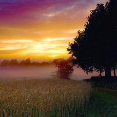 Image showing Wheat field, sunset and forest or mist harvest in countryside in nature environment, grassland or meadow. Woods, sunshine and plants scenery in farmland or fog with small business, tourism or sky