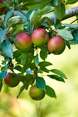 Image showing Apple, tree and growth of fruit with leaves outdoor in farm, garden or orchard in agriculture or nature. Organic, food and farming in summer closeup with sustainability for healthy environment