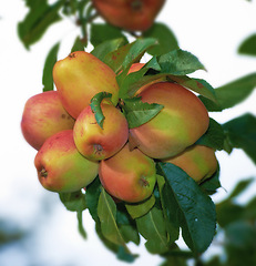 Image showing Apple, farm and tree closeup of fruit with leaves outdoor in orchard for agriculture in nature. Organic, food and farming in summer with sustainability for growth of healthy environment and garden