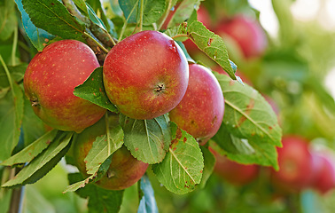 Image showing Red apples, orchard and blue sky with nature, leaves and ecology with garden, trees and healthy. Fruit, agriculture and sunshine with growth and countryside with farmland and nutrition with plants