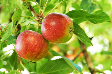 Image showing Apple, tree and fruit closeup with leaves outdoor in farm, garden or orchard in agriculture or nature. Organic, food and farming in summer with sustainability, growth and healthy environment