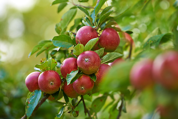 Image showing Red apples, orchard and trees with nature, environment and sustainability with ecology and agriculture. Fruit, leaf and sunshine with growth and countryside with farmland and nutrition with plants