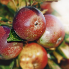 Image showing Apple, closeup and growth of fruit with leaves outdoor from garden or orchard for agriculture. Organic, food and farming produce in summer with sustainability for healthy environment and plants