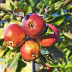 Image showing Apple, tree and fruits closeup with leaves outdoor in farm, garden or orchard for agriculture or nature. Organic, food and farming in summer with sustainability for healthy environment and growth