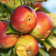 Image showing Apple, closeup and growth of fruit with leaves outdoor from garden or orchard for agriculture. Organic, food and farming produce in summer with sustainability for healthy environment and plants