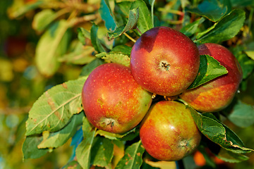 Image showing Apple, tree and fruits closeup with leaves outdoor in farm, garden or orchard for agriculture or nature. Organic, food and farming in summer with sustainability for healthy environment and plants