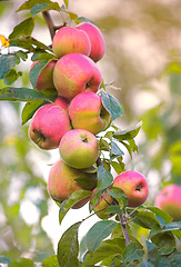 Image showing Apple, growth and tree of fruit with leaves outdoor in farm, garden or orchard in agriculture or nature. Organic, food and farming in summer closeup with sustainability for healthy environment