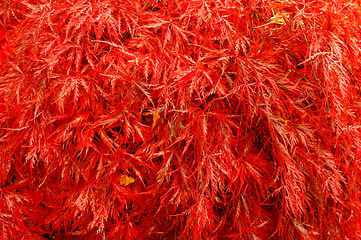 Image showing Leaves, plants and autumn environment in forest for fall weather in garden countryside, foliage or vegetation. Woods, nature and outdoor flora or growth of japanese Acer palmatum at park in season