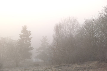 Image showing Forest, trees and mist or nature morning in environment landscape or plant countryside, outdoor or branches. Woods, fog and cold weather or England winter or rural with cloudy, location or growth