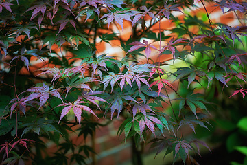 Image showing Plant, leaves and autumn nature environment or Japanese maple in countryside backyard, organic or vegetation. Greenery, foliage and outdoor sustainability or growing bush in Tokyo, garden or ecology