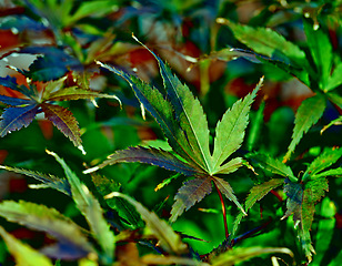 Image showing Japanese maple, leaves and plant environment in nature bush in countryside park for gardening, ecology or sustainable. Leaf, steam and growing outdoor foliage for travel, exploring or destination