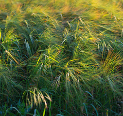 Image showing Grass, closeup and nature environment in forest ecosystem with garden park or rural vegetation, growth or field. Plants, woods and foliage or wild outdoors or summer sunshine, exploring or ecology