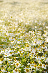 Image showing Daisies, field and countryside or flower foliage in spring or outdoor exploring or garden, sustainable or growth. Environment, blue sky and land in England or summer weather or flora, location or sun