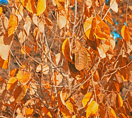 Image showing Leaves, plants and autumn or branches in forest for fall weather in garden countryside, foliage or vegetation. Woods, nature and outdoor flora or growth in England park or closeup, spring or season