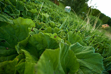 Image showing Vegetable, green leaf and ground or nature environment or small business production, agriculture or clean energy. Healthy food, growth and vegetation on grassland or plant, ecology or sustainable