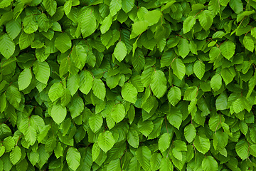 Image showing Leaves, plants and outdoor foliage or nature environment in woods ecosystem with greenery, vegetation or countryside. Bush, field and garden growth in England to explore land in forest, park or leaf