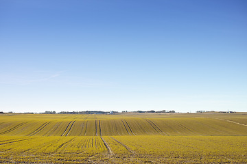 Image showing Landscape, field and grassland for agriculture with sky in nature with horizon, grass and natural environment in Denmark. Land, meadow and farmland for farming, conservation and houses in countryside