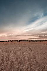 Image showing Sky, grass and field for wheat in countryside, environment and land for agriculture with ecology. Clouds, calm and plants for sustainable business for farming, rural and harvest in nature of Canada