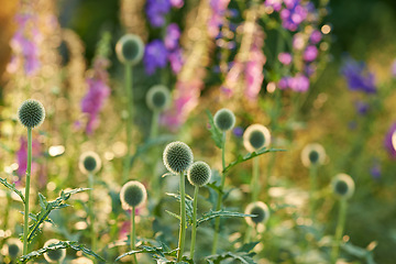 Image showing Globe thistle, flower and nature in spring meadow for closeup, fresh and natural wild vegetation. Ecology and pollen plant for biodiversity or environmental sustainability in garden growth