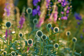 Image showing Bokeh, flowers and echinops in meadow at countryside, environment and landscape in rural Japan. Botanical garden, pasture and grassland with plants in bloom in backyard, bush or nature in summer