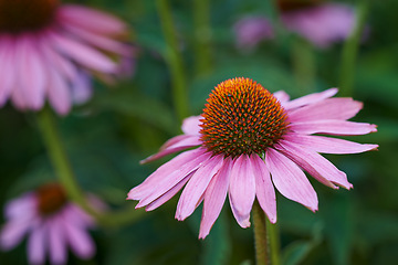 Image showing Coneflower, nature and garden for spring closeup, medicinal plant for fresh vegetation. Pollen and ecology or biodiversity or environmental sustainability, Echinacea purpurea for growth for earth day