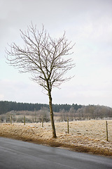 Image showing Countryside, travel and tree with road in winter for route to destination or location outdoor. Earth, sky and asphalt street in nature for holiday, vacation or weekend getaway in cold or wet season