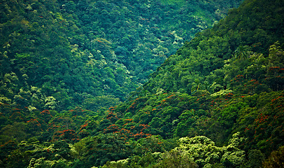 Image showing Forest, nature and trees in canopy of green location for conservation or wilderness sustainability. Earth, mountain and rainforest with natural growth in ecosystem, environment or jungle from above