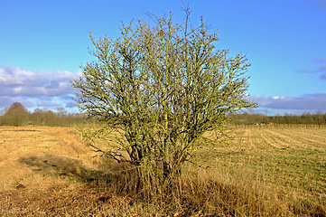 Image showing Countryside, blue sky and trees with sunshine, environment and landscape with growth and earth. Empty, plants and fresh air with grass and natural with woods and eco friendly with ecology and summer