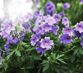 Image showing Flower, cranesbill and botany in outdoors for nature, horticulture and conservation of meadow. Plants, calm and growth in sustainability of countryside, sunshine and peace in environment on travel