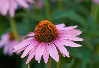 Image showing Coneflower, garden and plant for spring closeup, medicinal flower for fresh vegetation. Pollen and ecology or biodiversity or environmental sustainability, Echinacea purpurea for growth for earth day