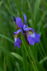 Image showing Flower, iris and bloom in outdoors for nature, horticulture and conservation of meadow. Plants, calming and growth in sustainability of countryside, ecosystem and botany for environment on travel