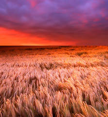 Image showing Landscape, sunset and agriculture with wheat field, sky and environment for travel in countryside. Plant, grain and crops with red horizon for natural background, sun and nature for sustainability