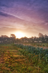 Image showing Wheat field, grain and farm with sunrise fog for harvesting production or small business for plant, growth or environment. Countryside, forest and mist in rural Thailand or summer, outdoor or travel