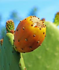 Image showing Outdoors, plant and prickly pear cactus in desert, sustainable environment and peaceful ecosystem. Nature, closeup and native succulent or leaves in Hawaii, garden and botany in forest or woods