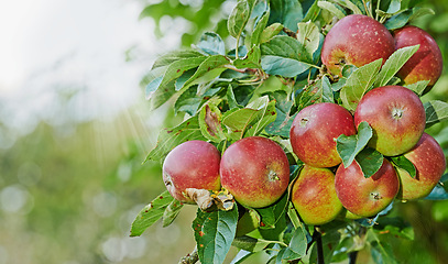 Image showing Apple, tree and fruit closeup with leaves outdoor in farm, garden or orchard in agriculture or nature. Organic, food and farming in summer with sustainability, growth and healthy environment mockup