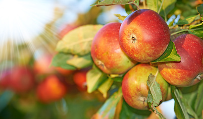 Image showing Apple, tree and growth of fruit with leaves outdoor in sunshine on farm or orchard for agriculture. Organic, food or farming in spring closeup with sustainability for healthy environment or nature