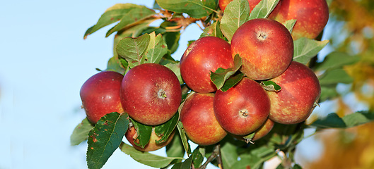 Image showing Apple, tree and growth of fruit with leaves outdoor with blue sky at farm or orchard for agriculture. Organic, food or farming in spring closeup with sustainability for healthy environment or nature