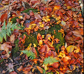 Image showing Leaves, mushrooms and autumn environment in forest or fall weather in garden countryside, foliage or vegetation. Woods, nature and outdoor flora or growth in England park or closeup, spring or season